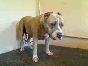Jailed at Baldwin Park ***HIGH KILL*** Shelter, CA. $1,000 in pledges if someone will save her.